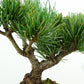 盆栽 松 五葉松 樹高 約13cm ごようまつ Pinus parviflora ゴヨウマツ マツ科 常緑針葉樹 観賞用 小品 t1151439694