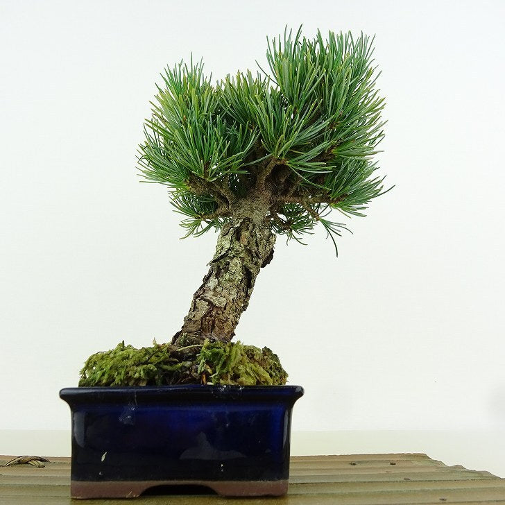 盆栽 松 五葉松 樹高 約19cm ごようまつ Pinus parviflora ゴヨウマツ マツ科 常緑針葉樹 観賞用 小品 g1151460487