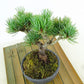 盆栽 松 五葉松 樹高 約13cm ごようまつ Pinus parviflora ゴヨウマツ マツ科 常緑針葉樹 観賞用 小品 t1151439694