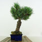 盆栽 松 五葉松 樹高 約19cm ごようまつ Pinus parviflora ゴヨウマツ マツ科 常緑針葉樹 観賞用 小品 g1151460487