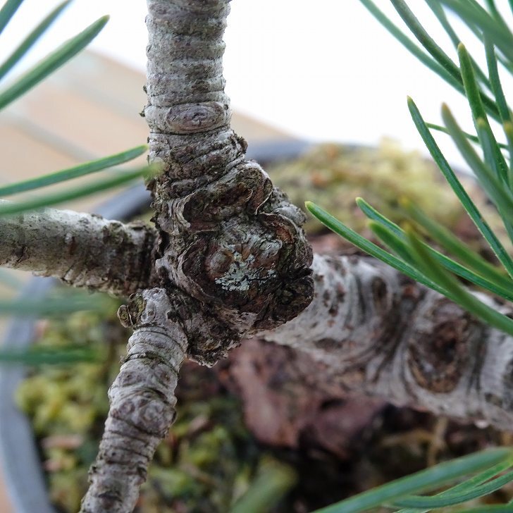 盆栽 松 五葉松 樹高 約13cm ごようまつ Pinus parviflora ゴヨウマツ マツ科 常緑針葉樹 観賞用 小品 t1151439694