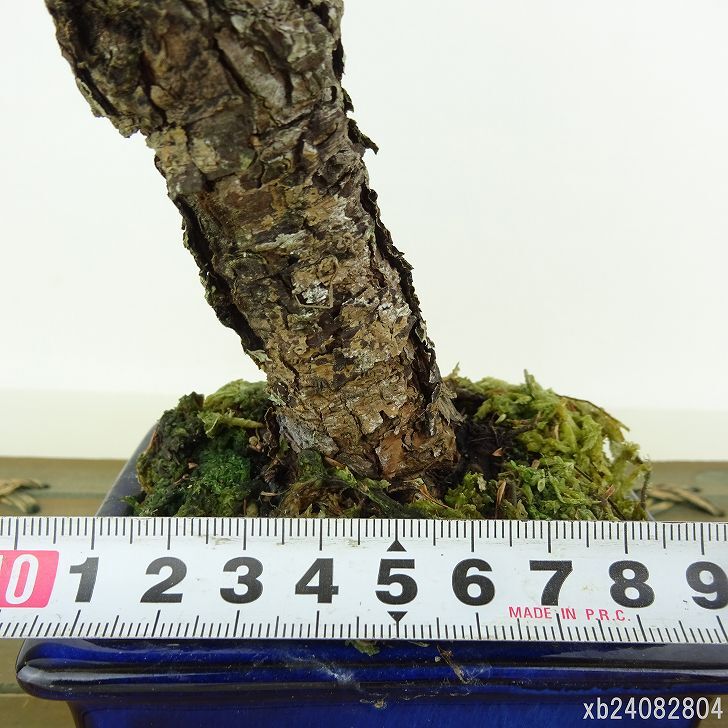 盆栽 松 五葉松 樹高 約19cm ごようまつ Pinus parviflora ゴヨウマツ マツ科 常緑針葉樹 観賞用 小品 g1151460487