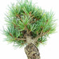 盆栽 松 五葉松 樹高 約19cm ごようまつ Pinus parviflora ゴヨウマツ マツ科 常緑針葉樹 観賞用 小品 g1151460487