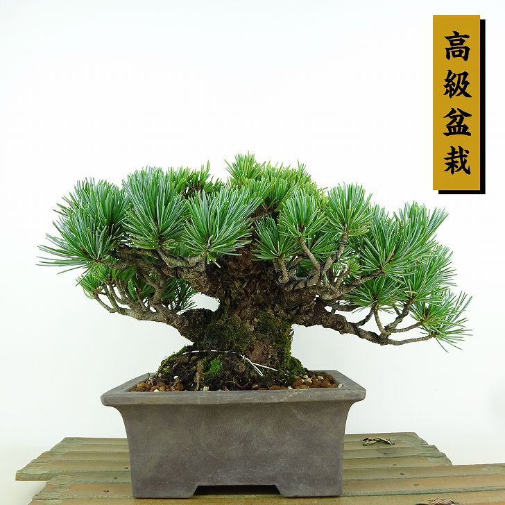 盆栽 松 五葉松 樹高 約13cm ごようまつ 高級盆栽 Pinus parviflora ゴヨウマツ マツ科 常緑針葉樹 観賞用 小品 p1151445725