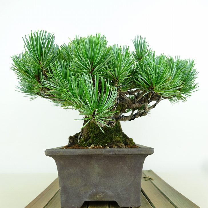 盆栽 松 五葉松 樹高 約13cm ごようまつ 高級盆栽 Pinus parviflora ゴヨウマツ マツ科 常緑針葉樹 観賞用 小品 p1151445725