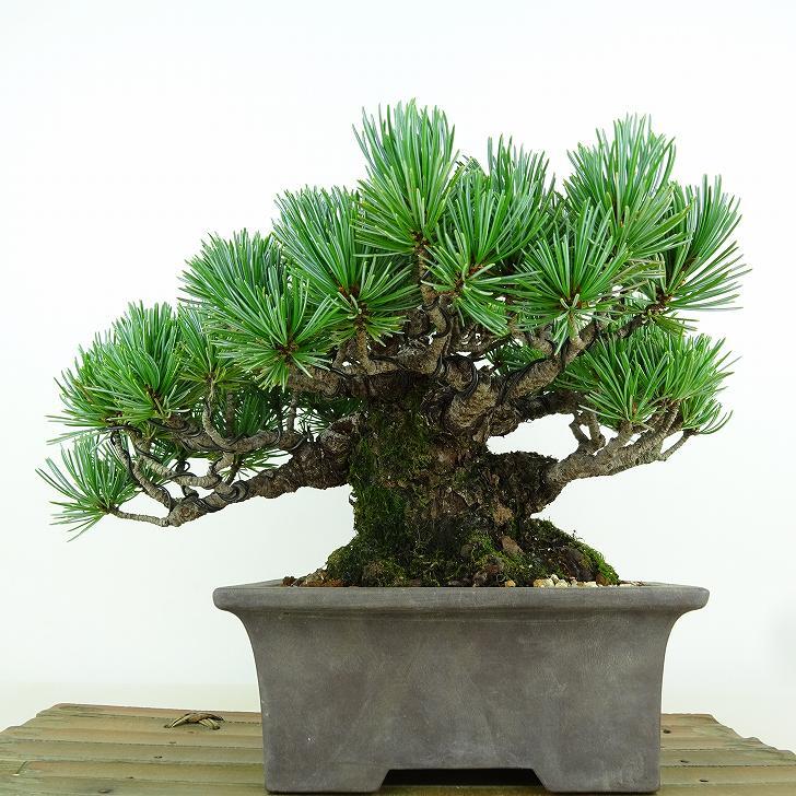 盆栽 松 五葉松 樹高 約13cm ごようまつ 高級盆栽 Pinus parviflora ゴヨウマツ マツ科 常緑針葉樹 観賞用 小品 p1151445725