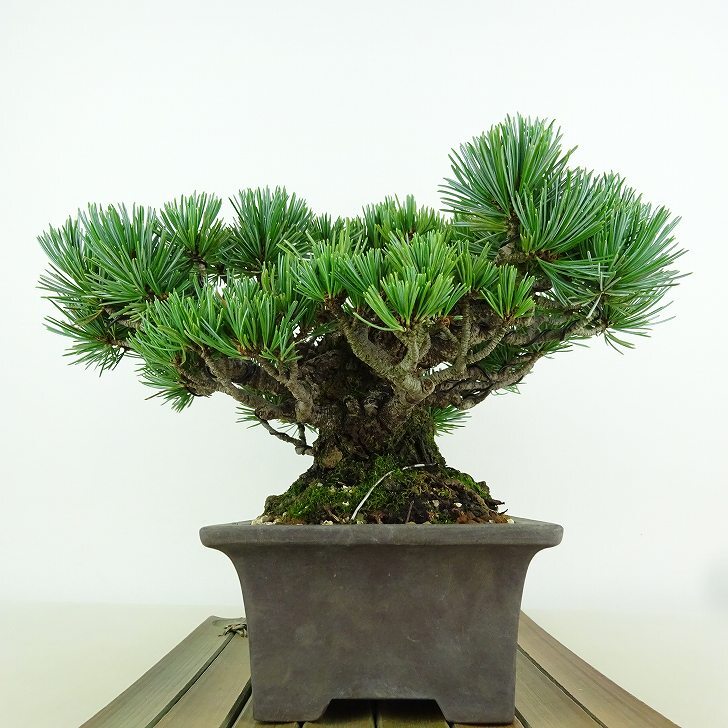 盆栽 松 五葉松 樹高 約13cm ごようまつ 高級盆栽 Pinus parviflora ゴヨウマツ マツ科 常緑針葉樹 観賞用 小品 p1151445725