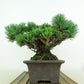 盆栽 松 五葉松 樹高 約13cm ごようまつ 高級盆栽 Pinus parviflora ゴヨウマツ マツ科 常緑針葉樹 観賞用 小品 p1151445725