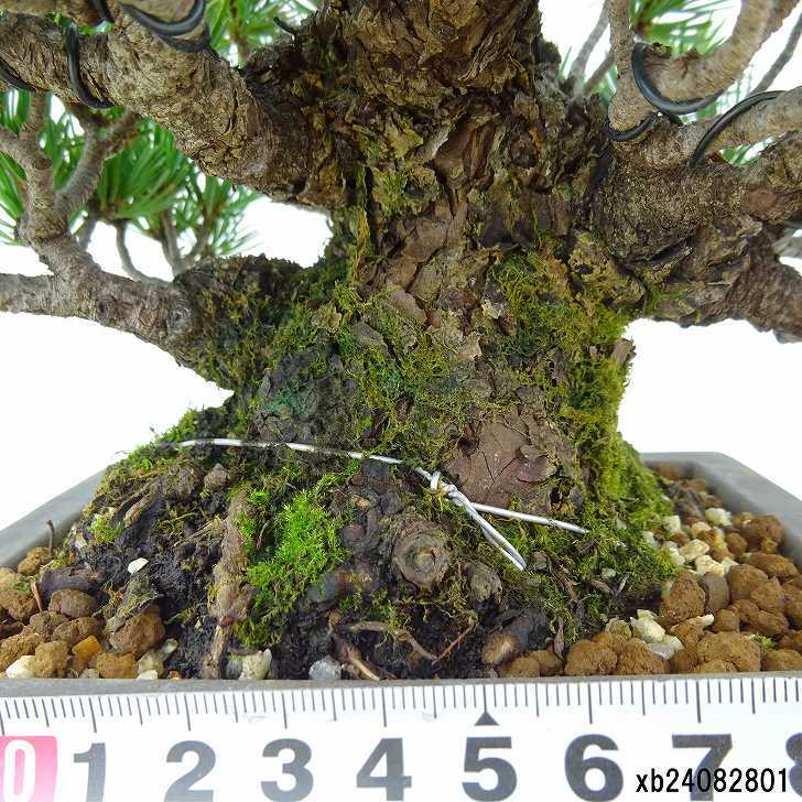 盆栽 松 五葉松 樹高 約13cm ごようまつ 高級盆栽 Pinus parviflora ゴヨウマツ マツ科 常緑針葉樹 観賞用 小品 p1151445725