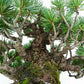 盆栽 松 五葉松 樹高 約13cm ごようまつ 高級盆栽 Pinus parviflora ゴヨウマツ マツ科 常緑針葉樹 観賞用 小品 p1151445725