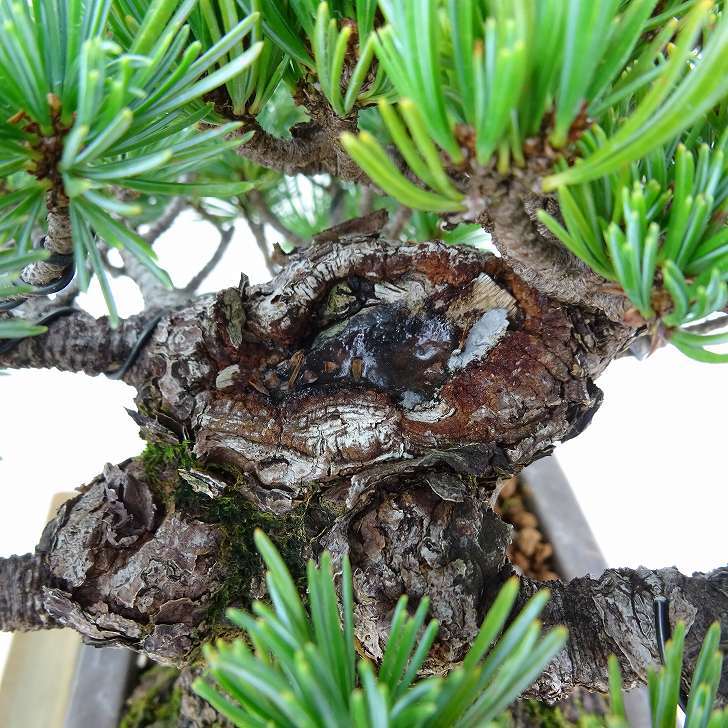 盆栽 松 五葉松 樹高 約13cm ごようまつ 高級盆栽 Pinus parviflora ゴヨウマツ マツ科 常緑針葉樹 観賞用 小品 p1151445725