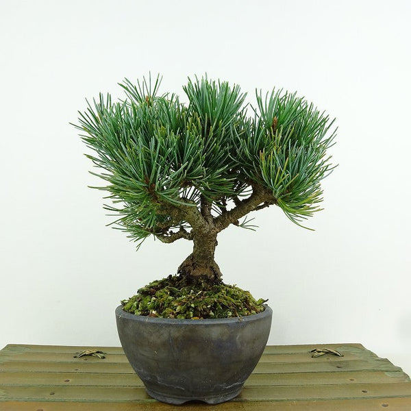 盆栽 松 五葉松 樹高 約14cm ごようまつ Pinus parviflora ゴヨウマツ マツ科 常緑針葉樹 観賞用 小品 m1151445979