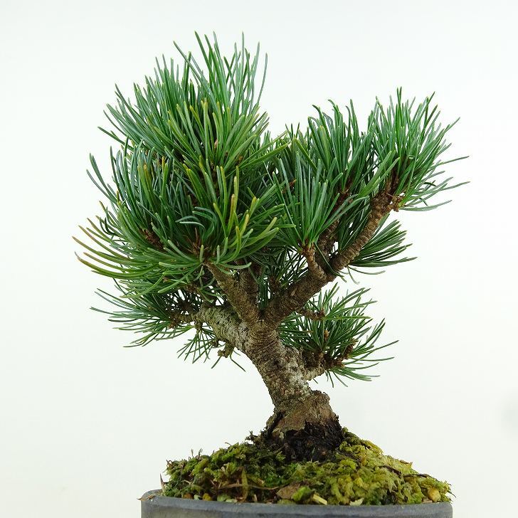 盆栽 松 五葉松 樹高 約14cm ごようまつ Pinus parviflora ゴヨウマツ マツ科 常緑針葉樹 観賞用 小品 m1151445979