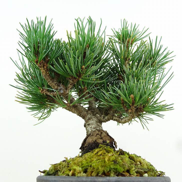 盆栽 松 五葉松 樹高 約14cm ごようまつ Pinus parviflora ゴヨウマツ マツ科 常緑針葉樹 観賞用 小品 m1151445979