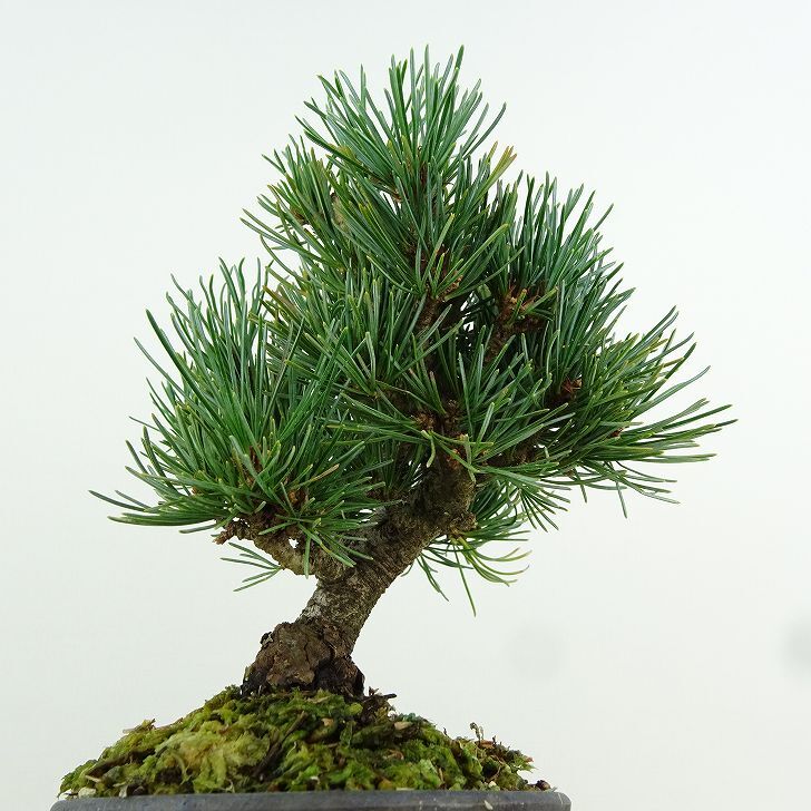 盆栽 松 五葉松 樹高 約14cm ごようまつ Pinus parviflora ゴヨウマツ マツ科 常緑針葉樹 観賞用 小品 m1151445979