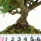 盆栽 松 五葉松 樹高 約14cm ごようまつ Pinus parviflora ゴヨウマツ マツ科 常緑針葉樹 観賞用 小品 m1151445979