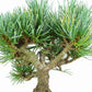 盆栽 松 五葉松 樹高 約14cm ごようまつ Pinus parviflora ゴヨウマツ マツ科 常緑針葉樹 観賞用 小品 m1151445979