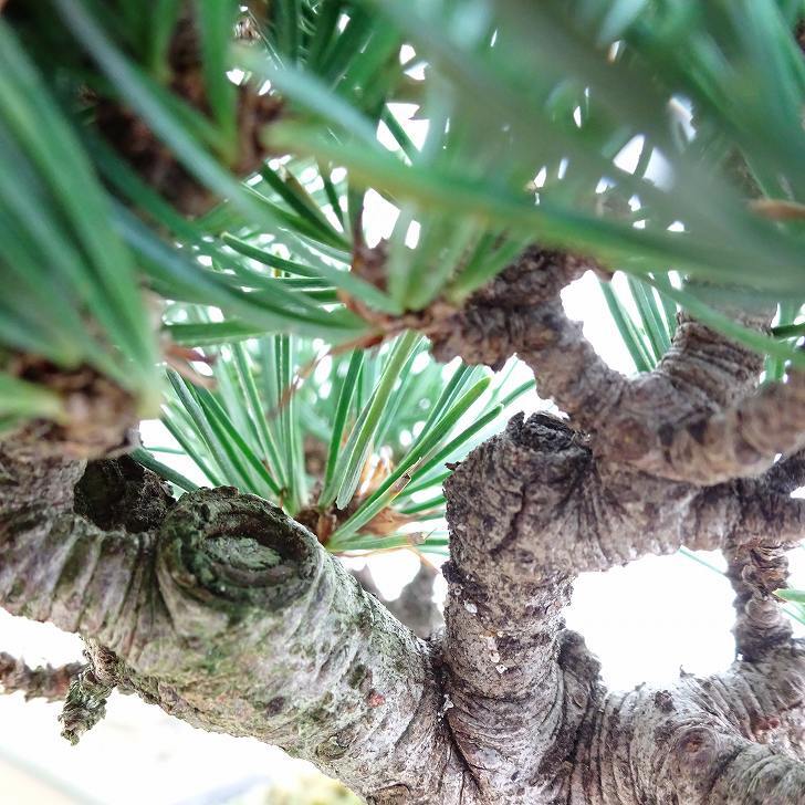 盆栽 松 五葉松 樹高 約14cm ごようまつ Pinus parviflora ゴヨウマツ マツ科 常緑針葉樹 観賞用 小品 m1151445979