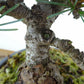 盆栽 松 五葉松 樹高 約14cm ごようまつ Pinus parviflora ゴヨウマツ マツ科 常緑針葉樹 観賞用 小品 m1151445979