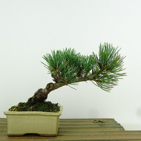 盆栽 松 五葉松 樹高 約11cm ごようまつ Pinus parviflora ゴヨウマツ マツ科 常緑針葉樹 観賞用 小品 n1151440385