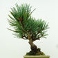 盆栽 松 五葉松 樹高 約11cm ごようまつ Pinus parviflora ゴヨウマツ マツ科 常緑針葉樹 観賞用 小品 n1151440385