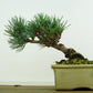 盆栽 松 五葉松 樹高 約11cm ごようまつ Pinus parviflora ゴヨウマツ マツ科 常緑針葉樹 観賞用 小品 n1151440385