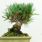 盆栽 松 五葉松 樹高 約11cm ごようまつ Pinus parviflora ゴヨウマツ マツ科 常緑針葉樹 観賞用 小品 n1151440385