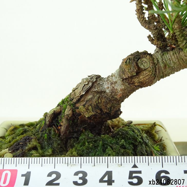 盆栽 松 五葉松 樹高 約11cm ごようまつ Pinus parviflora ゴヨウマツ マツ科 常緑針葉樹 観賞用 小品 n1151440385