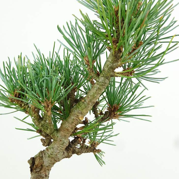 盆栽 松 五葉松 樹高 約11cm ごようまつ Pinus parviflora ゴヨウマツ マツ科 常緑針葉樹 観賞用 小品 n1151440385