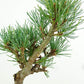 盆栽 松 五葉松 樹高 約11cm ごようまつ Pinus parviflora ゴヨウマツ マツ科 常緑針葉樹 観賞用 小品 n1151440385