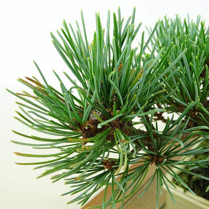 盆栽 松 五葉松 樹高 約11cm ごようまつ Pinus parviflora ゴヨウマツ マツ科 常緑針葉樹 観賞用 小品 n1151440385