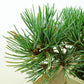 盆栽 松 五葉松 樹高 約11cm ごようまつ Pinus parviflora ゴヨウマツ マツ科 常緑針葉樹 観賞用 小品 n1151440385