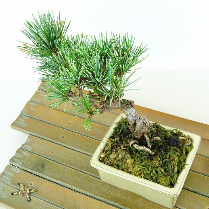 盆栽 松 五葉松 樹高 約11cm ごようまつ Pinus parviflora ゴヨウマツ マツ科 常緑針葉樹 観賞用 小品 n1151440385