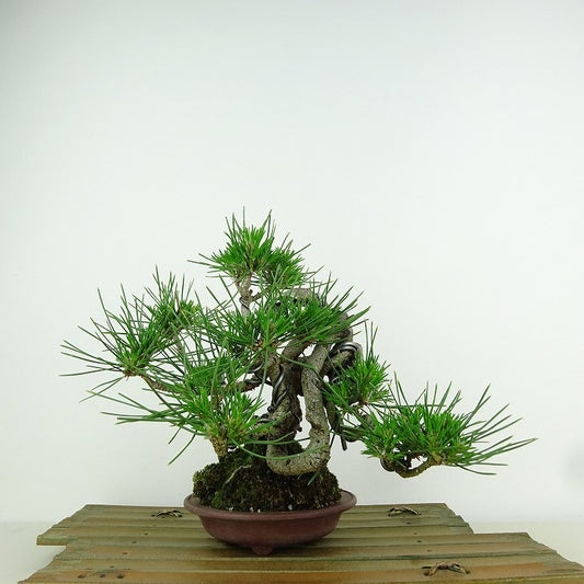 盆栽 松 黒松 樹高 20cm くろまつ Pinus thunbergii クロマツ マツ科 常緑針葉樹 観賞用 小品 t1151437837