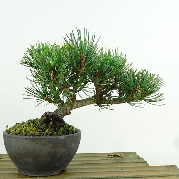 盆栽 松 五葉松 樹高 約12cm ごようまつ Pinus parviflora ゴヨウマツ マツ科 常緑針葉樹 観賞用 小品 x1151442083