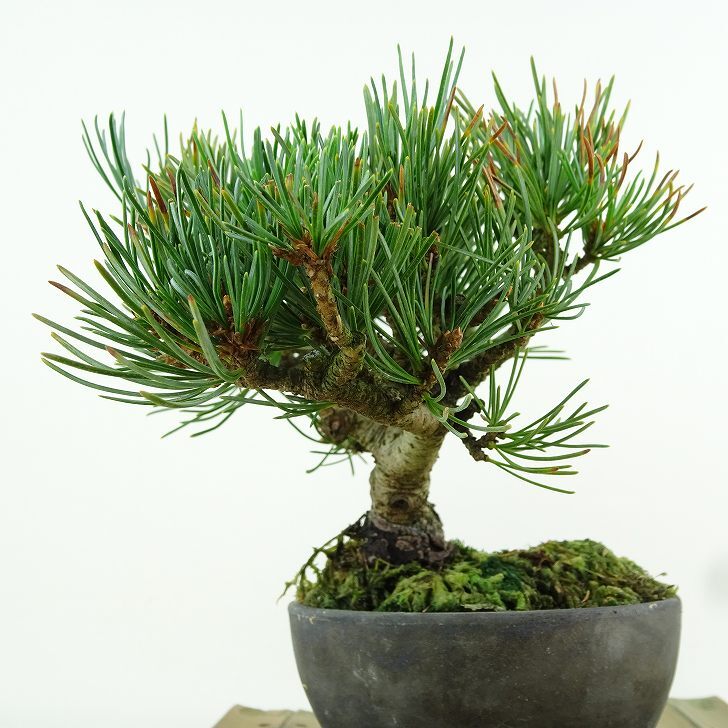 盆栽 松 五葉松 樹高 約12cm ごようまつ Pinus parviflora ゴヨウマツ マツ科 常緑針葉樹 観賞用 小品 x1151442083