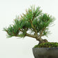 盆栽 松 五葉松 樹高 約12cm ごようまつ Pinus parviflora ゴヨウマツ マツ科 常緑針葉樹 観賞用 小品 x1151442083