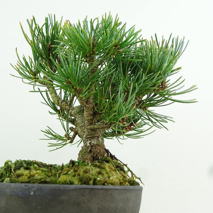 盆栽 松 五葉松 樹高 約12cm ごようまつ Pinus parviflora ゴヨウマツ マツ科 常緑針葉樹 観賞用 小品 x1151442083