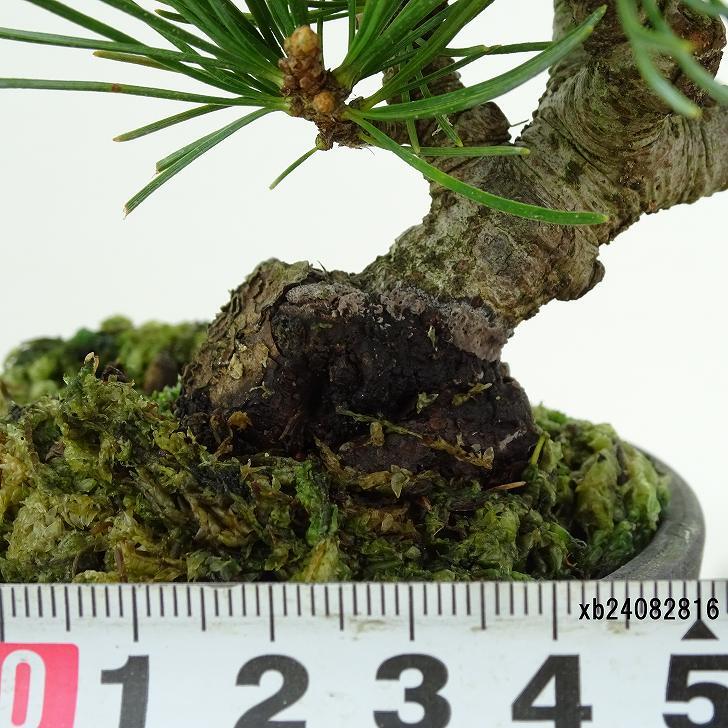 盆栽 松 五葉松 樹高 約12cm ごようまつ Pinus parviflora ゴヨウマツ マツ科 常緑針葉樹 観賞用 小品 x1151442083