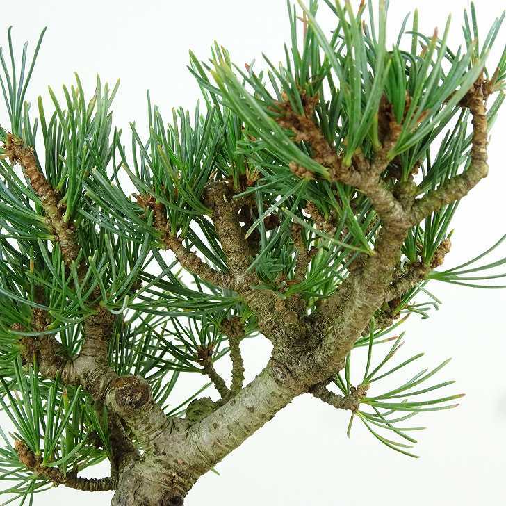 盆栽 松 五葉松 樹高 約12cm ごようまつ Pinus parviflora ゴヨウマツ マツ科 常緑針葉樹 観賞用 小品 x1151442083