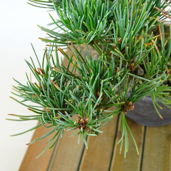 盆栽 松 五葉松 樹高 約12cm ごようまつ Pinus parviflora ゴヨウマツ マツ科 常緑針葉樹 観賞用 小品 x1151442083