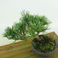 盆栽 松 五葉松 樹高 約12cm ごようまつ Pinus parviflora ゴヨウマツ マツ科 常緑針葉樹 観賞用 小品 x1151442083