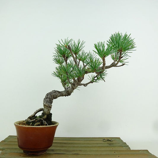 盆栽 松 五葉松 樹高 約17cm ごようまつ Pinus parviflora ゴヨウマツ マツ科 常緑針葉樹 観賞用 小品 u1151471337