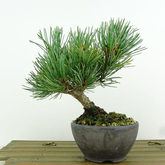 盆栽 松 五葉松 樹高 約13cm ごようまつ Pinus parviflora ゴヨウマツ マツ科 常緑針葉樹 観賞用 小品 l1151459151