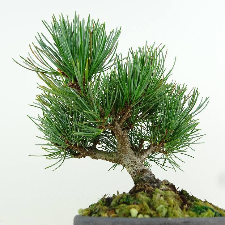 盆栽 松 五葉松 樹高 約13cm ごようまつ Pinus parviflora ゴヨウマツ マツ科 常緑針葉樹 観賞用 小品 l1151459151