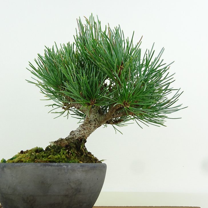 盆栽 松 五葉松 樹高 約13cm ごようまつ Pinus parviflora ゴヨウマツ マツ科 常緑針葉樹 観賞用 小品 l1151459151