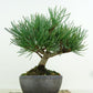 盆栽 松 五葉松 樹高 約13cm ごようまつ Pinus parviflora ゴヨウマツ マツ科 常緑針葉樹 観賞用 小品 l1151459151