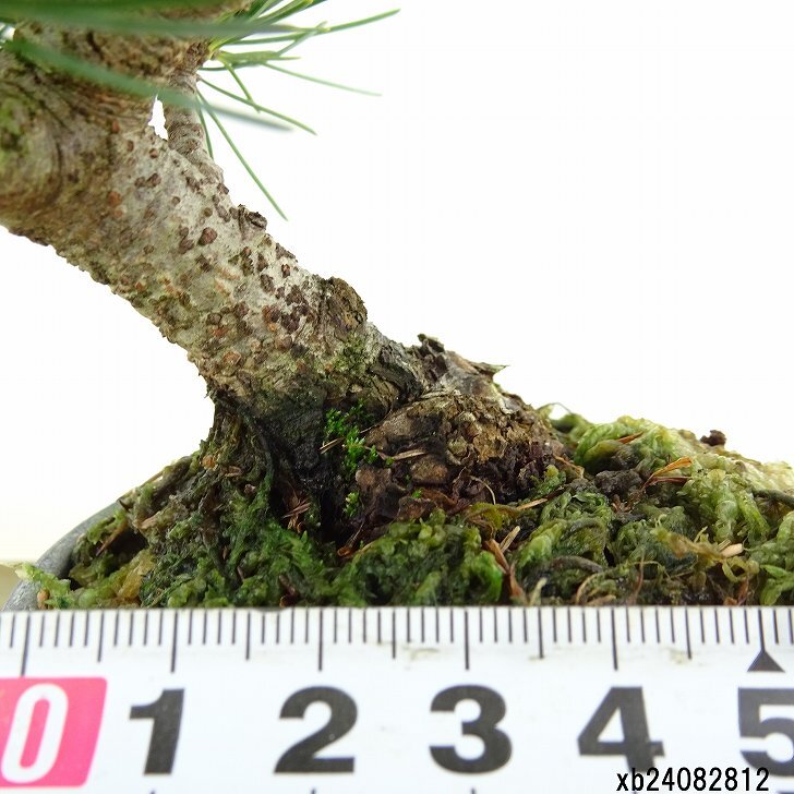 盆栽 松 五葉松 樹高 約13cm ごようまつ Pinus parviflora ゴヨウマツ マツ科 常緑針葉樹 観賞用 小品 l1151459151