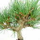 盆栽 松 五葉松 樹高 約13cm ごようまつ Pinus parviflora ゴヨウマツ マツ科 常緑針葉樹 観賞用 小品 l1151459151