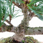 盆栽 松 五葉松 樹高 約13cm ごようまつ Pinus parviflora ゴヨウマツ マツ科 常緑針葉樹 観賞用 小品 l1151459151